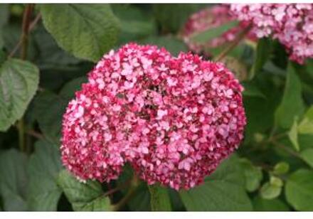 Hydrangea arborescens 'Invincibelle' (Pink Annabelle); Totale hoogte 35-45cm incl. Ø 19cm pot | Hortensia Roze Annabelle |