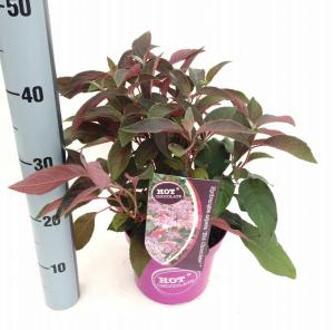 Hydrangea Aspera "Hot Chocolate"® fluweelhortensia - 30-35 cm - 1 stuks
