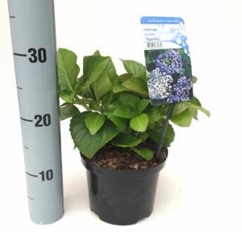 Hydrangea Macrophylla "Ayesha" boerenhortensia