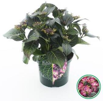 Hydrangea Macrophylla "Black Diamond® Dark Angel Purple"® schermhortensia - 30-40 cm - 1 stuks