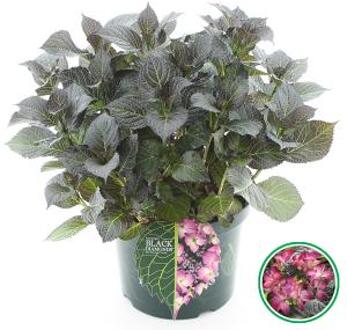 Hydrangea Macrophylla "Black Diamond® Dark Angel Purple"® schermhortensia - 40-50 cm - 1 stuks