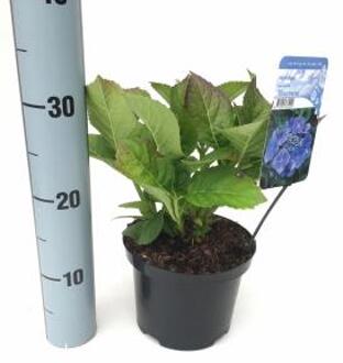 Hydrangea Macrophylla "Blaumeise" schermhortensia