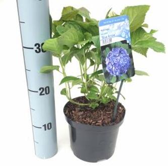 Hydrangea Macrophylla "Blue Arrow" boerenhortensia