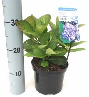 Hydrangea Macrophylla "Bodensee" boerenhortensia