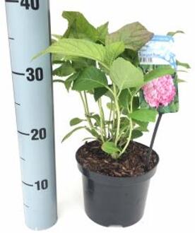 Hydrangea Macrophylla "Bouquet Rose" boerenhortensia