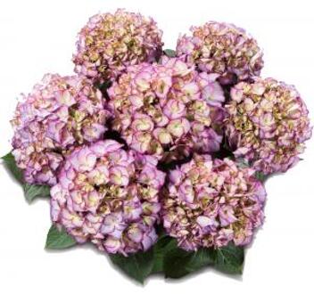Hydrangea Macrophylla Classic® "Adula Blue"® boerenhortensia