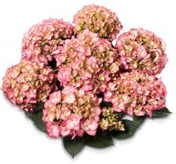 Hydrangea Macrophylla Classic® "Adula Pink"® boerenhortensia