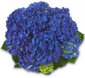 Hydrangea Macrophylla Classic® "Jip"® boerenhortensia