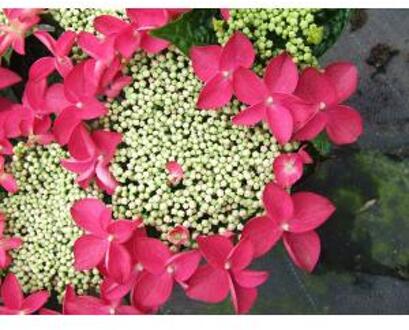 Hydrangea Macrophylla Classic® "Lady In Red"® schermhortensia - 30-40 cm - 1 stuks