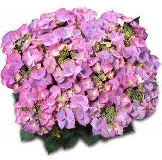 Hydrangea Macrophylla Classic® "Tiffany Blue"® schermhortensia