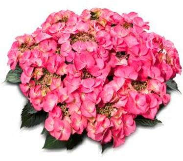 Hydrangea Macrophylla Classic® "Tiffany Pink"® schermhortensia