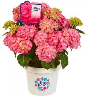 Hydrangea Macrophylla "Diva Fiore Pink"® boerenhortensia