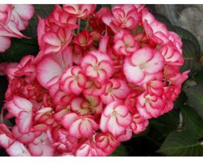 Hydrangea Macrophylla "Hovaria Mirai" boerenhortensia
