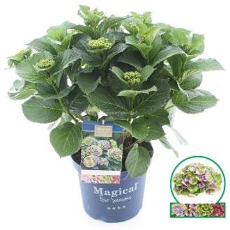 Hydrangea Macrophylla "Magical Amethyst Blauw"® boerenhortensia - 40-50 cm - 1 stuks