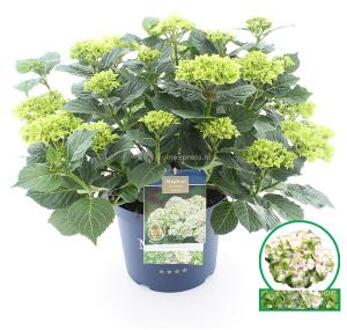 Hydrangea Macrophylla &quot;Magical Noblesse&quot;® boerenhortensia - 40-50 cm - 1 stuks