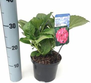 Hydrangea Macrophylla "Masja" boerenhortensia