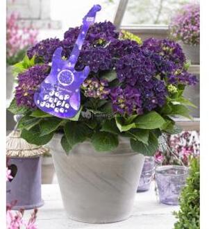 Hydrangea Macrophylla Music Collection "Deep Purple Dance"® boerenhortensia - 25-30 cm - 1 stuks