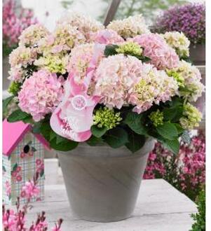Hydrangea Macrophylla Music Collection "Soft Pink Salsa"® boerenhortensia - 25-30 cm - 1 stuks