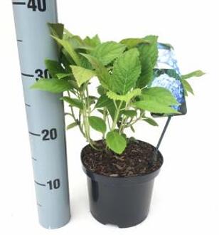 Hydrangea Macrophylla "Nikko Blue" boerenhortensia