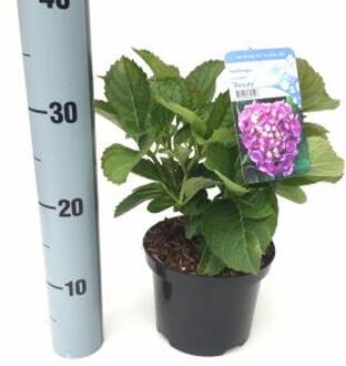 Hydrangea Macrophylla "Renate" boerenhortensia