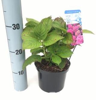 Hydrangea Macrophylla "Rosita" boerenhortensia