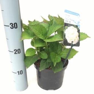 Hydrangea Macrophylla "Soeur Thérese" boerenhortensia