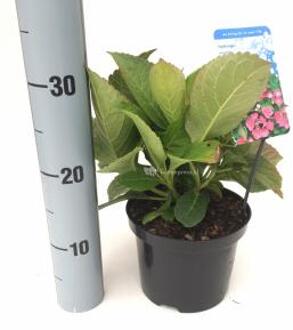 Hydrangea Macrophylla "Taube" schermhortensia