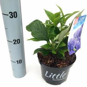 Hydrangea Macrophylla "XS Little Blue" boerenhortensia