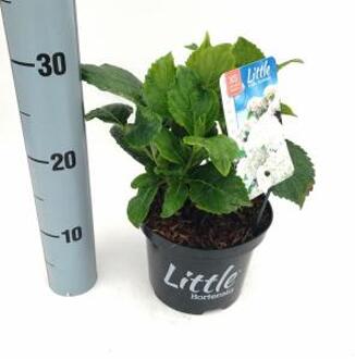 Hydrangea Macrophylla "XS Little White" boerenhortensia