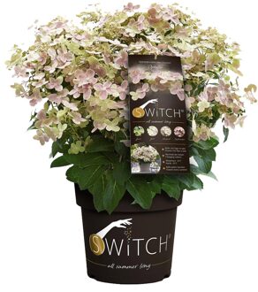 Hydrangea Paniculata Switch Ophelia - Hortensia - P19