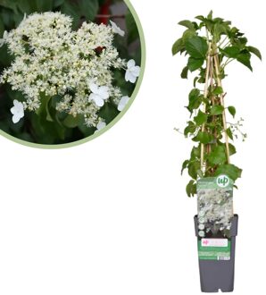 Hydrangea Petiolaris - Klimhortensia - P15