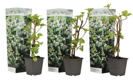 Hydrangea 'petiolaris’ - Set Van 3 - Klimhortensia - Pot 9cm - Hoogte 25-40cm