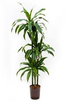 Hydroplant Dracaena Fragrans Arturo Groen