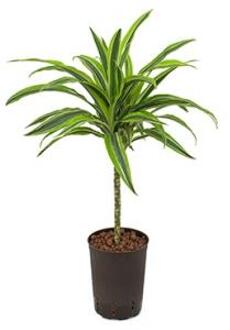 Hydroplant Dracaena Fragrans Lemon Lime Groen