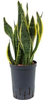 Hydroplant Sansevieria Trifasciata Futura Superba Groen