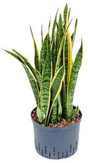 Hydroplant Sansevieria Trifasciata Laurentii Groen