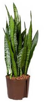 Hydroplant Sansevieria Zeylanica Groen