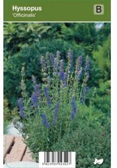 Hyssop (hyssopus officinalis) kruiden - 12 stuks