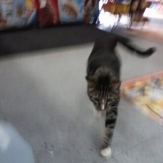 I Also Want To Die In New Orleans