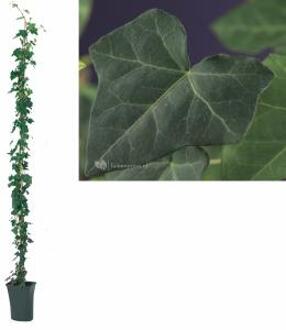 Ierse klimop (Hedera hibernica) klimplant - 210 cm - 1 stuks