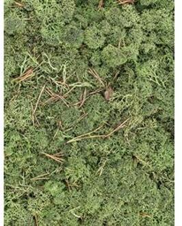IJslandsmos cladonia donkergroen 0,5 m2