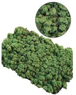 IJslandsmos donkergroen 0,5 m2