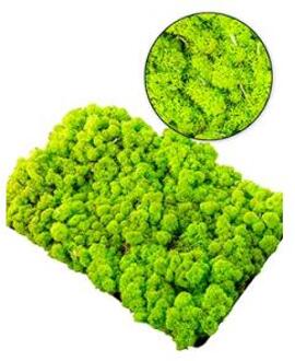 IJslandsmos lentegroen 0,5 m2
