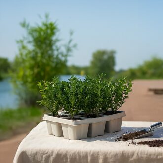 Ilex Crenata 6-pack bundel - P6