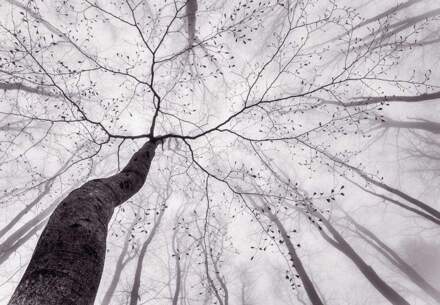 Inside The Trees Vlies Fotobehang 384x260cm 8-banen