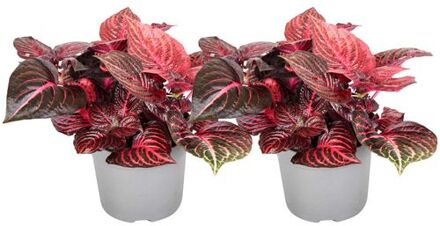 Iresine Herbstii 'red' - Set Van 2 - Biefstukplant - Pot 13cm - Hoogte 20-30cm