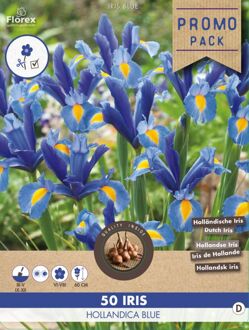 Iris Hollandica - Bloembollen - Blauw - 50 stuks