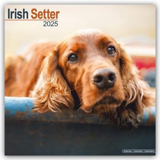 Irish Setter Calendar 2025 Square Dog Breed Wall Calendar - 16 Month - Browntrout Wandkalender - Avonside Publishing Ltd