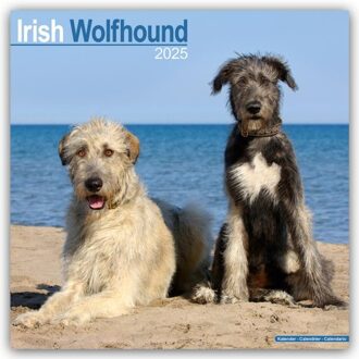 Irish Wolfhound Calendar 2025 Square Dog Breed Wall Calendar - 16 Month - Browntrout Wandkalender - Avonside Publishing Ltd.