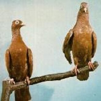 J.C. Satan - Hell Death Samba